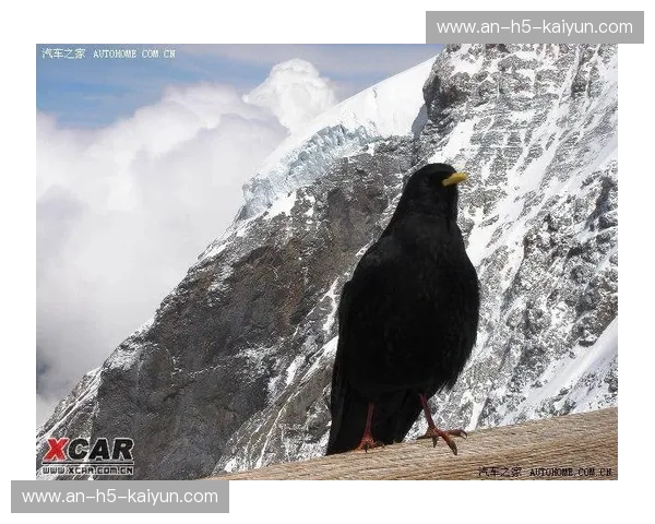 恩怨与锋芒的交响：当高卢雄鸡再次撞上阿尔卑斯之墙
